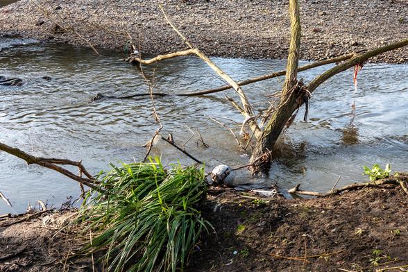 A football floats in a river, by the shore and where a large branch of a tree is sticking out of the water.