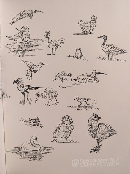 Black Fineliner on paper

Various quick sketches of birds