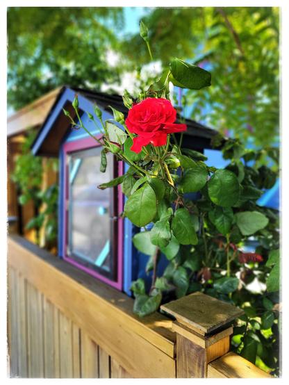 This image shows a libray box about 2 feet square, painted blue, with a black roof and a glass door with a pink frame. The library sits just above a wooden fence rail. To the right of the library is a beautiful red rose in bloom.