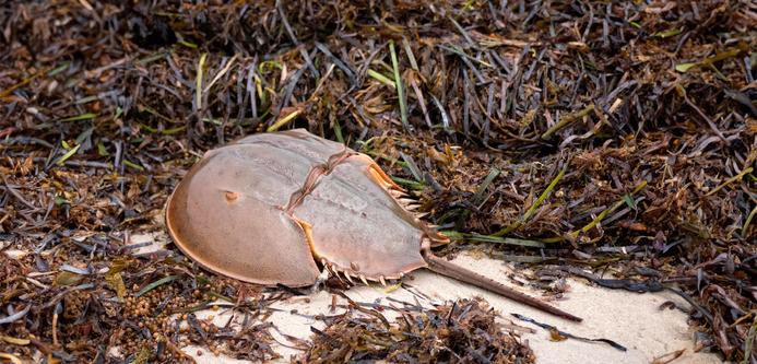 photo of a horseshoe crab - a large vaguely trilobite-like invertebrate animal - on a beach