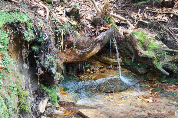 Spring water falling under a tree trunk onto a slick rock. The water continues on from a shallow pool under the rock.