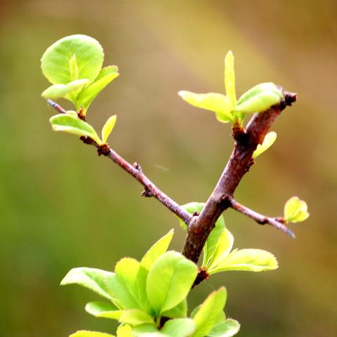 Image d'une petite branche avec des petites feuilles