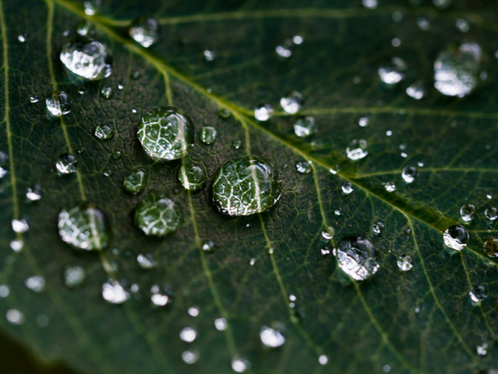 Water droplets sliding down a hydrophobic leaf can build up significant electrical charges.
