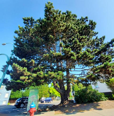 Huge Monterey fir tree, on an urban street corner.