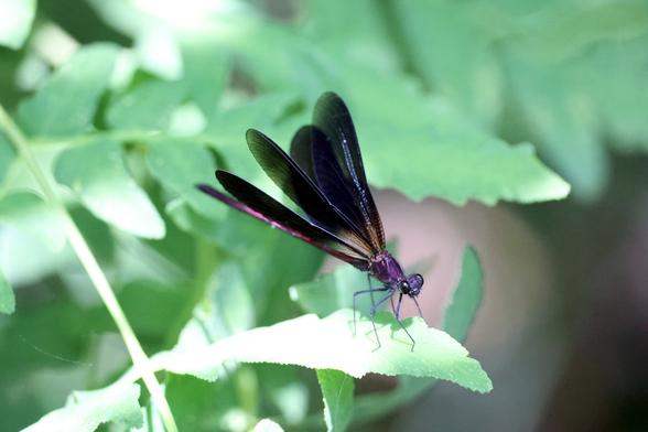 Demoiselle Méditerranéenne Ouvrant ses ailes
