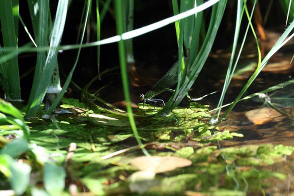 Demoiselles la femelle pont dans les herbes