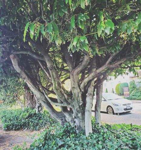 Cluster of laurel trees. Ivy around their trunks.