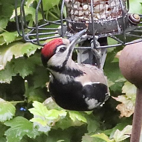A Great Spotted Woodpecker hanging from the bottom of a wire birdfeeder containing peanuts. He is looking right. He has a bright crimson red head edged in black with white cheeks. A black line extends from his beak to his neck where it joins a thicker black band which runs from the back of his head diagonally towards his breast, creating a Y shape below his cheeks. His back and wings are black but he has a white chest.
In the background are green leaves of a shrub