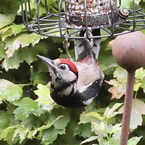 Great spotted woodpecker with red head hanging from wire cage bird feeder. He is facing left looking out for danger