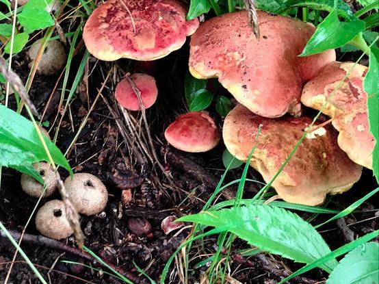 Two different species of mushrooms growing together on the ground. On the left are several small pale spherical mushrooms with holes on top, whereas to the upper right are a group of much larger, more classically "mushroom"-shaped mushrooms, with convex caps that are predominantly red with some yellow bits. The patch the mushrooms are on is mostly dark soil, but they are surrounded by bright green leaves.