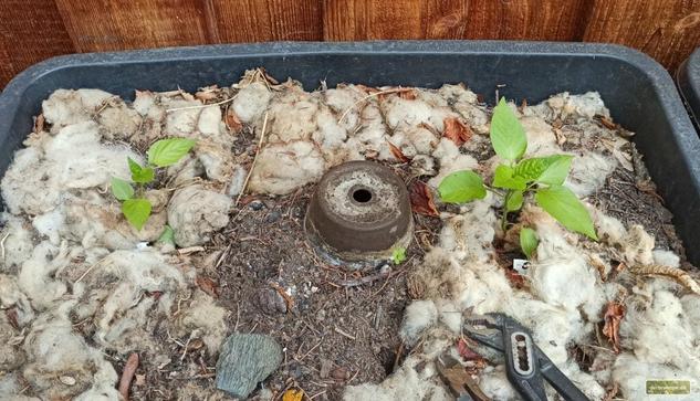 Ein Maurerkübel mit Pflanzen und einer   eingegrabenen Olla aus Tontöpfen in der Mitte.