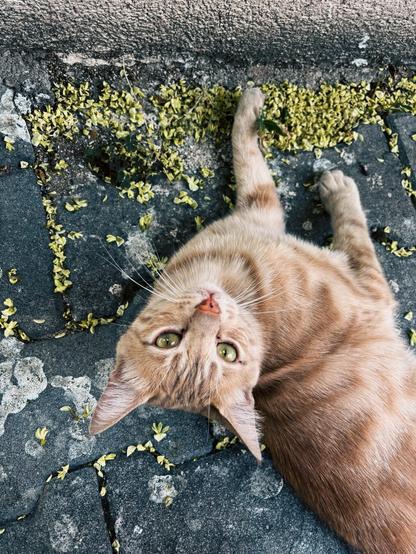 A stray cat laying on the pavement, looking at the camera peacefully