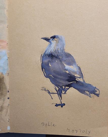 Aquarellskizze auf gelblichem Papier: Dohle spaziert, mit erhobenem Kopf,  von schräg hinten gezeichnet