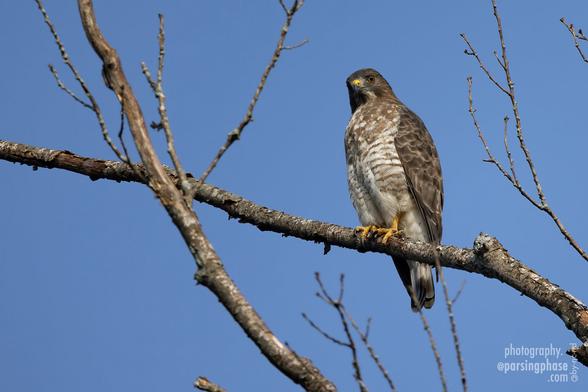 A large, stocky hawk with mottled brown wings and a brown-and-white chest gazes down with a quizzical head tilt, perched on a high, bare branch against a deep blue sky.