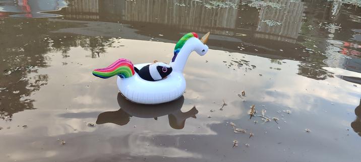 Eine sehr große Pfütze. Darin schwimmt ein Einhorn. Darauf sitzt Buster.