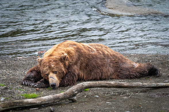 Bear #32 Chunk with a very full belly of salmon lying on the little island in Brooks River at the Falls.