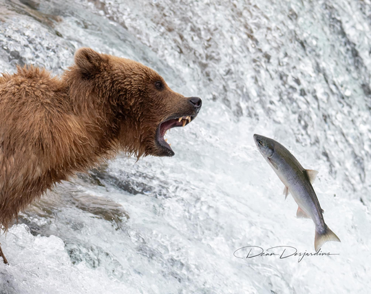 Bear on the Lip at Brooks Falls and a jumping salmon is headed straight into the bear's mouth.