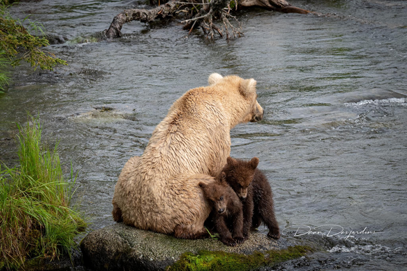 Bear #128 Grazer and her two coys sitting by Brooks River at the Falls.