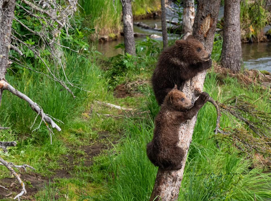 Bear #128's coys climbing the nanny tree at Brooks Falls.