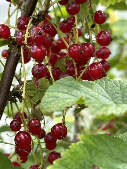 Rote Johannisbeeren