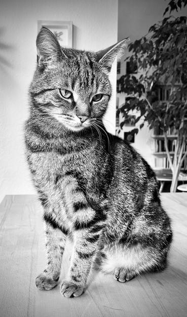 schwarzweißes hochformat zeigt getigerten kater mogli. er sitzt auf dem tisch und posiert für die kamera.