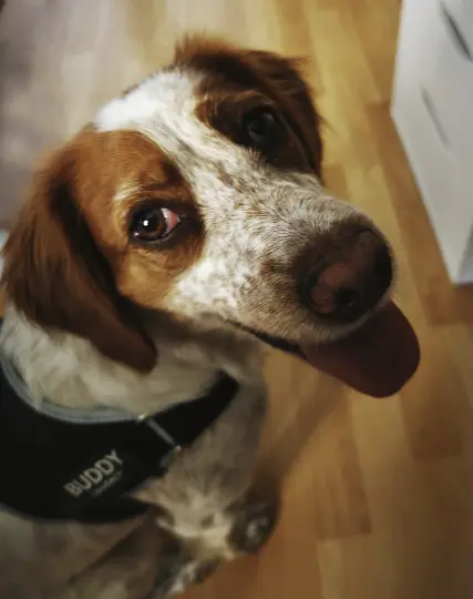 Das Foto zeigt einen kleinen französichen Jagdhund (Bretone), aufgenommen von schräg oben mit Blick in die Kamera