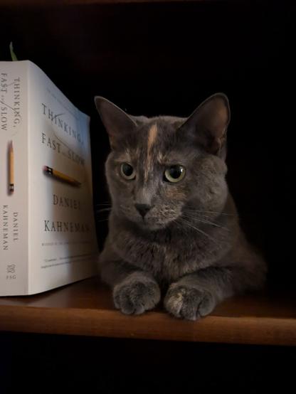 A gray cat is sitting on a shelf next to a copy of "Thinking Fast and Slow" by Kahneman. She has a light orange stripe like marking, vertical between her eyes. Her paws are out in front of her and she is gazing intently straight ahead. Her eyes are a light lime green.