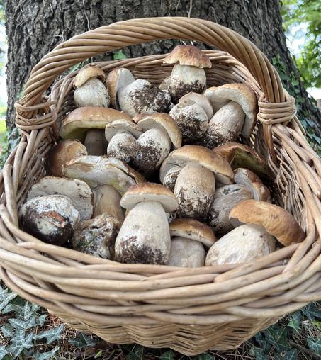 Cesto di Poricni edulis dal Trentino-Alto Adige