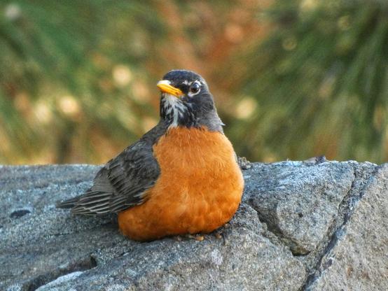 Photo of a very plump, round American robin sitting atop a grey rock against a backdrop of green and rusty pines in the shaded sunlight.  E is shaped like an asymmetrical chocolate kiss or a legless plush toy, eir red breast like a soft bean bag in three-quarters profile, one grey-brown wing showing a bit quirked out as though a bird could stand with wings akimbo, and eir charmingly hooded black face drawn goofily up and looking across emself to eir right, the lift of eir yellow bill showing a happy trail of white down eir throat. If this robin were a thick cookie dough and dropped slowly from spoon to tray, e might have plomped down into just this chonky dollop of squee.