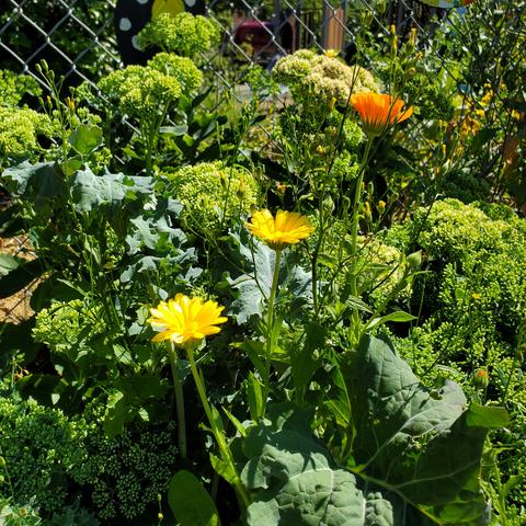 Calendula flowers & rapini plants, growing together.