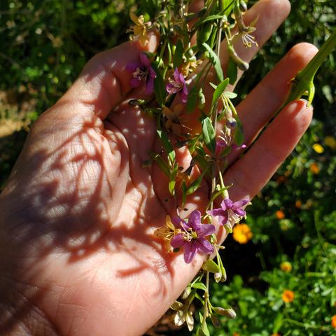 My left hand, holding some goji berry flowers on viney branches.