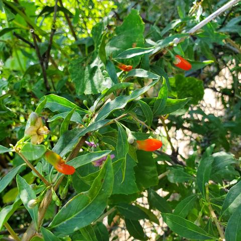 Goji berries & flowers on branches.