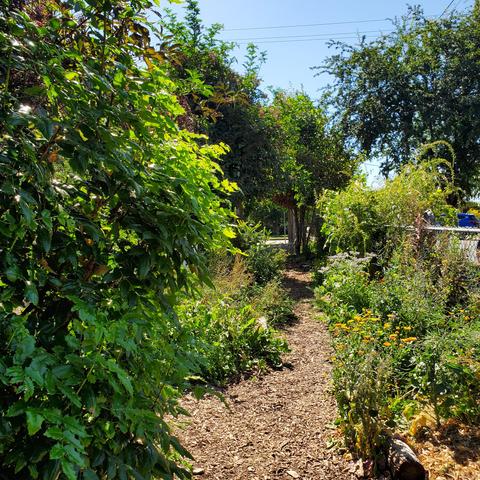 Pathway through the gardens