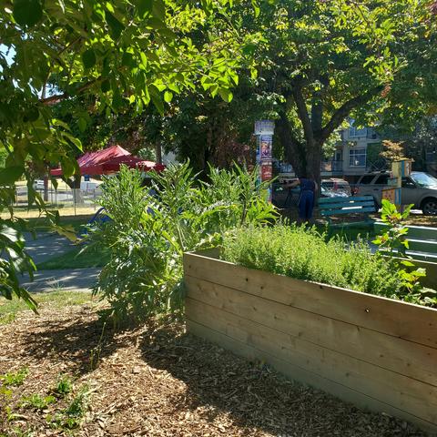 Pathway into gardens. Large raised garden bed on the right, filled with herb plants. Large artichoke plants are in front of the bed. In background is a red event tent.