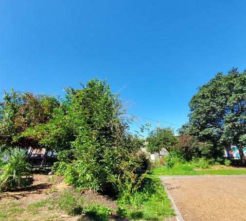 Wark Street Commons Community Garden.