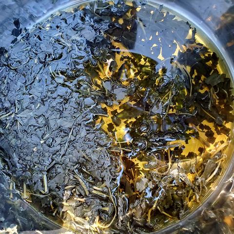 Indigo infused water in large stainless steel pot.
Liquid is yellowish green.