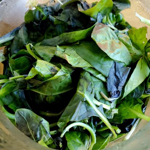 Fresh indigo leaves, crushed into a glass jar.