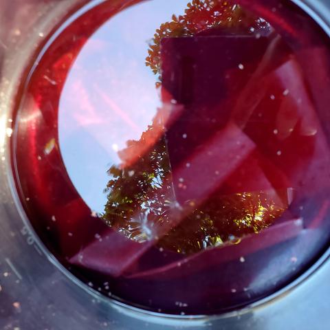 Hibiscus plant stalks infused in water. Liquid is red.