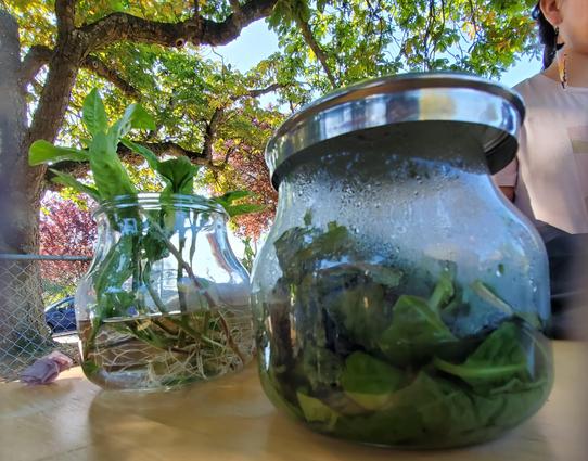 A jar of indigo plant cuttings being propagated in one jar. Crushed, fresh indigo leaves fermenting in another glass jar.