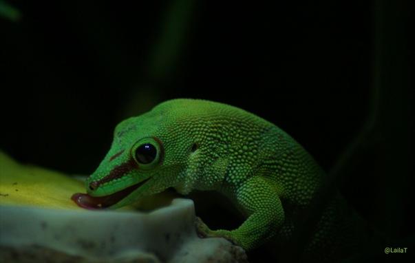 Ein grüner Gecko leckt an einer Frucht. Der Hintergrund ist schwarz.