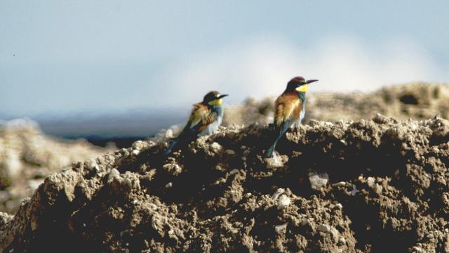 Zwei Vögel (Bienenfresser) sitzen auf einem Erdhaufen und blicken nach rechts. Im Hintergrund der unscharfe leicht bewölkte Himmel.