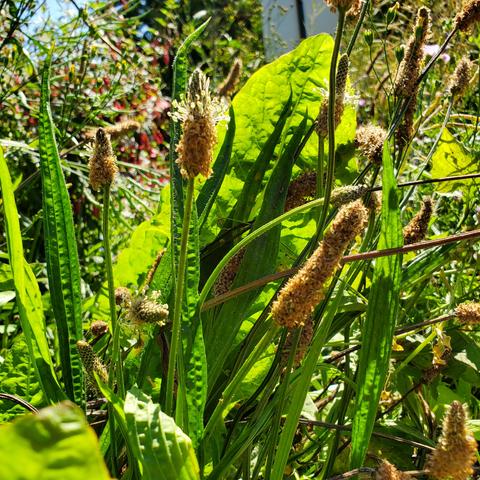 Ribwort plantain aka English plantain plants. Showing their leaves, flowers & seeds.