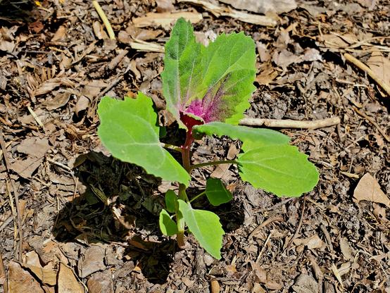 Young tree spinach plant.