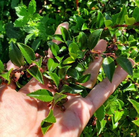 Evergreen huckleberry plant - holding up some branches in my hand - showing foliage & baby berries growing.