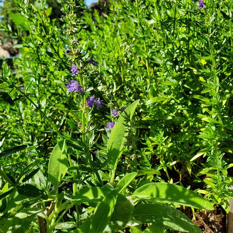 Hyssop plants & their tiny purple flowers, growing with common sage.