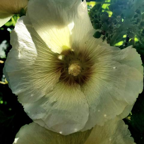 White yellow hollyhock flower