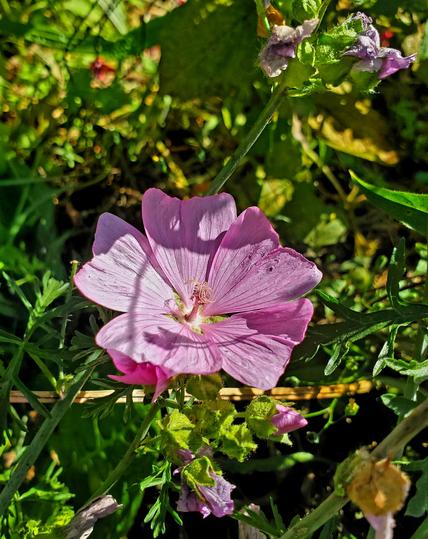 Pink musk mallow flower