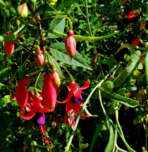 Red & purple fuschia flowers
