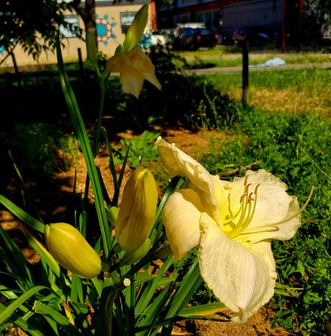 Peach yellow daylilies