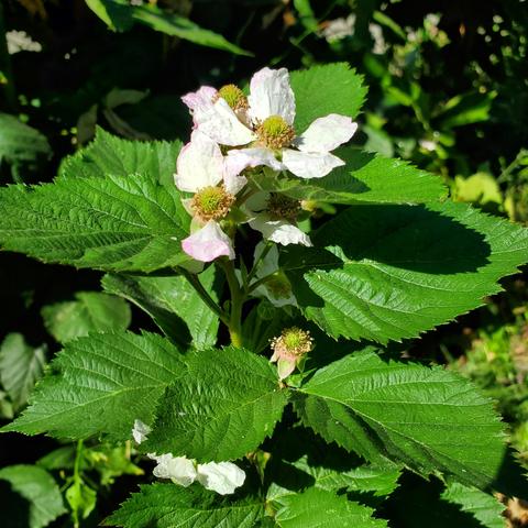 White thornless blackberry flowers.
